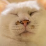 レス14番の画像3