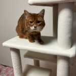 レス129番の画像1