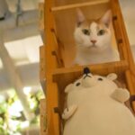 レス42番の画像1