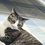 レス46番の画像2