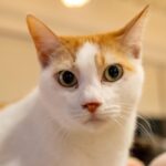 レス42番の画像4