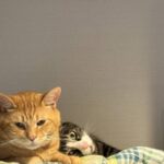 レス97番の画像1