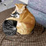 レス31番の画像1