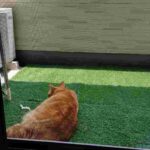 レス117番の画像1