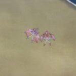 レス7番の画像7