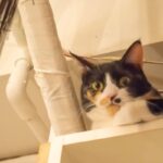 レス42番の画像2