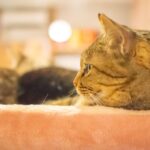 レス5番の画像1