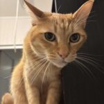 レス46番の画像1