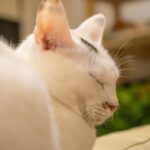 レス31番の画像3