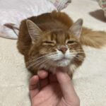 レス129番の画像2