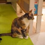 レス11番の画像1