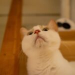 レス26番の画像1