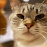 レス14番の画像2