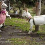 レス25番の画像7