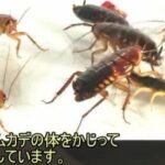 レス1番の画像6