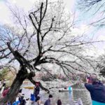 レス2番のリンク先のサムネイル画像