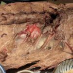 レス35番の画像2