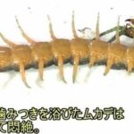 レス1番の画像7