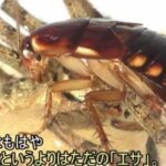 レス1番の画像9