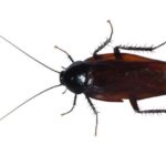 レス2番の画像1