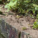 レス6番の画像1