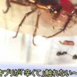 レス1番の画像2