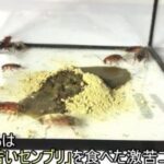 レス1番の画像10