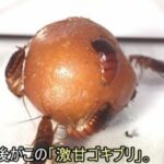 レス1番の画像11