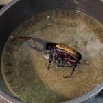 レス1番の画像2